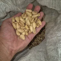 خریدو فروش پسته تازه و پارسالی به قیمت