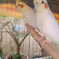 فروش سه جفت عروس هلندی و مرغ عشق
