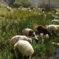 بیست راس میش