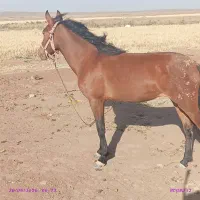 اسب مادیون.