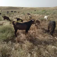 بره قوچ.پازن .چکل
