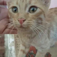 بچه گربه رایگان