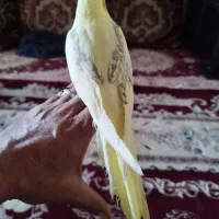 عروس هلندی