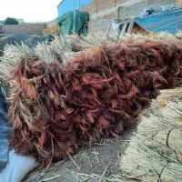 جارو فرج تل کنده زده
