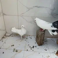 کبوتر