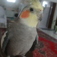عروس هلندی