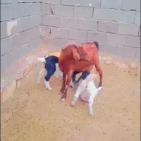 بز بزغاله دار جملی شیرا جفت بزغاله نر  میش بره