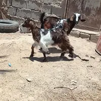 دوتا چپش نری چاق خوب