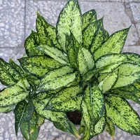 اگلونما برفی پر وچند بوته مناسب هدیه وروز دختر