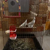 عروس هلندی البینو