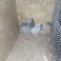 سبز دلبر