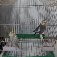 عروس هلندی فروش فوری