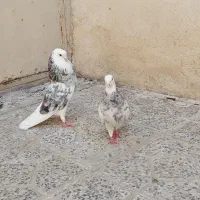 کبوتر گلی سرور شازده هما کفتر