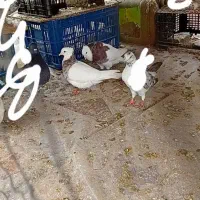 طوقی|پرنده|بندر گز, |دیوار