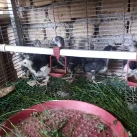 جوجه گلین لری