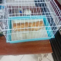 قفس خرگوش و سنجاب وهمستر