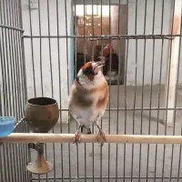 سهره چونه سفیدمهر نر تازه صاف