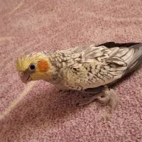 ۴تا جوجه عروس تازه دون خور