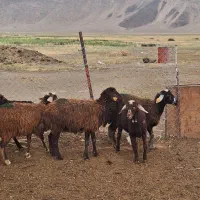 بره ماده آنتیک جنس دار