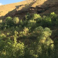 باغ،زمین واقع در جاده چالوس فوری