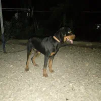 رودوایلر3سال