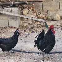 خروس محلی