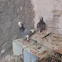 کبوتر