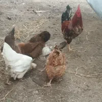 مرغ و خروس