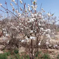 راننده گریدر جویای کار