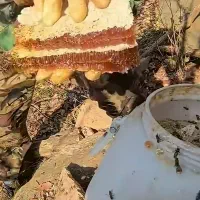فروش عسل طبیعی روستایی