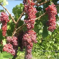 تخـصصـی‌تـریـن مـرکـز فـروش نهـال انـگـور