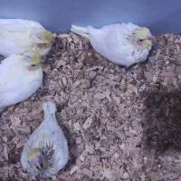 عروس هلندی نرم خور ، سرلاک کمکی