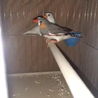 جفت فنچ