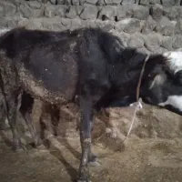 دو راس گاو برا پروار و قصابی