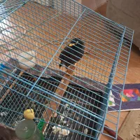 مینا بسیار بازی گوش وسخنگو