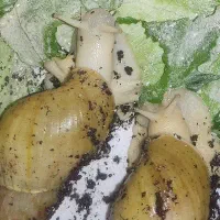 فروش و معاوضه حلزون آچاتینا