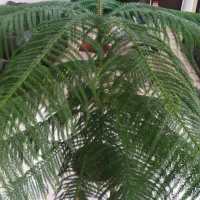 گل کاج مطبق سالم و سر حال