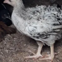جوجه گلپایگانی ۵۰روزه