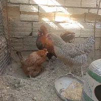 مرغ محلی تخم گذار