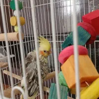 طوطی عروس سرلاکی