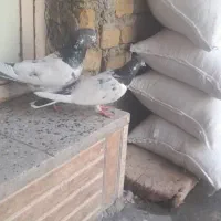 کبوتر تهرانی