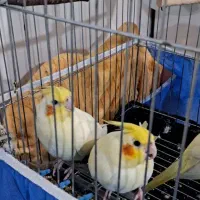 دو جفت عروس هلندی آماده سخنگو کردن قیمت 2میلیون