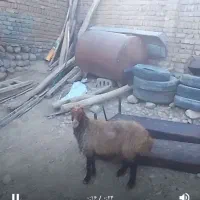 میش‌چاق