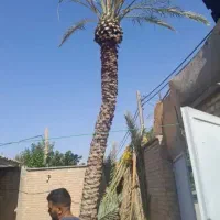 سمپاشی نخل هرس نخل بریدن نخل و درخت موریانه