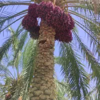 خوشه بندی ودرخت گرازی بصورت حرفه‌ای