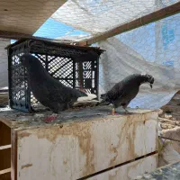 پرشی کفتر شهر ری