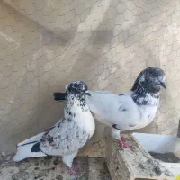 14 کبوتر میزون پرش سنگین