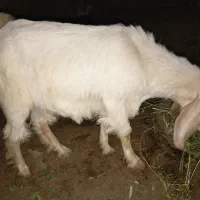 بزغاله تگه نر