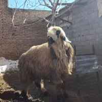 قوچ ترکی