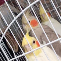 عروس هلندی 3 عدد
